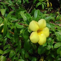 Allamanda cathartica L.